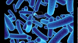 Comunidades Microbianas en la Produccion de Biogas [upl. by Danialah340]