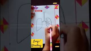 How to draw lung windbag ফুসফুস drawing easyart NVWlearnsmart [upl. by Nanete957]