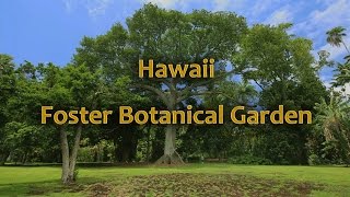 Hawaii Foster Botanical Garden Oahu Hawaii [upl. by Ecnahoy]