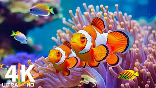 Aquarium 4K VIDEO ULTRA HD 🐠 Beautiful Coral Reef Fish  Sleep Relaxing Meditation Music 17 [upl. by Llevrac753]