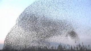 amazing starlings murmuration full HD [upl. by Yellac858]