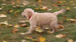 Golden Retriever Puppy For Sale [upl. by Novyart652]