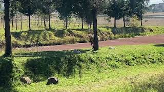 Borregos bebes gemelos dentro del parque Sierra Morelos [upl. by Oigolue946]