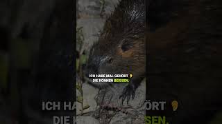 Wen man nicht alles so trifft beim Angeln 😅 Ein Nutria am Ufer [upl. by Hanny]