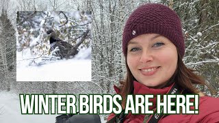 First Winter Birding of the Season  Winter Boreal Birding in Canada [upl. by Akirderf]