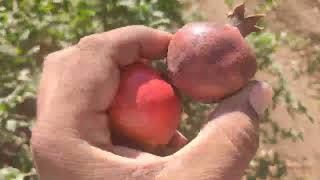 Fruit tree in fungicide active pomegranate fungicida farming fruits kisan [upl. by Sucramel711]