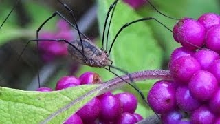 Close views of female Harvestman Leiobunum vittatum [upl. by Enaed]