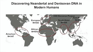 Tales of Human History Told by Neandertal and Denisovan DNA That Persist in Modern Humans [upl. by Ajnotal]