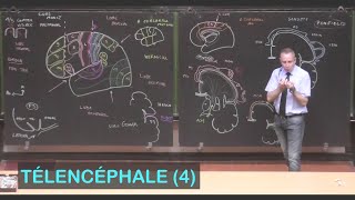 Anatomie des aires corticales cérébrales Télencéphale 4  Neuroanatomie 11 [upl. by Ayotna]