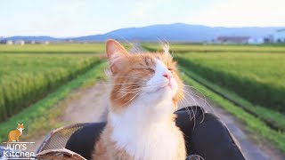 How I Trained My Cats [upl. by Aitan]