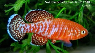 Nothobranchius Symoensi Sitimbuli 3 Month Update [upl. by Angelika868]