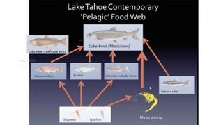 Open Water Food Web Dynamics in Lake Tahoe [upl. by Hakym]