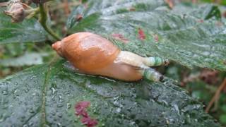 Platworm Leucochloridium paradoxum parasiterend op de Gewone barnsteenslak [upl. by Dewie]