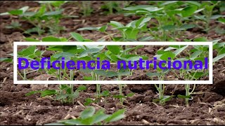 Detección de deficiencias nutricionales en los cultivos [upl. by Yenaffit633]