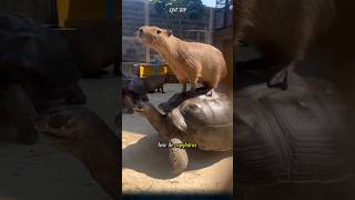 How do capybaras interact with other animals [upl. by Hart]