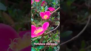 portulaca oleraceaflowersits other name isTen Oclock plant ☘️ [upl. by Sieber]