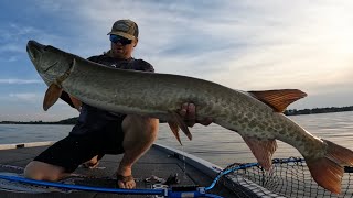 GIANT MUSKIES 150 inches on 3 muskies in 2 hours [upl. by Ecidna570]