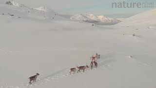 Reindeer Rangifer tarandus on snowy hillside Kvaloya island Tromso Norway March [upl. by Ifen]