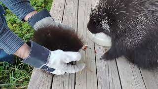 Angry baby porcupine throws tantrum falls off deck [upl. by Mayap]