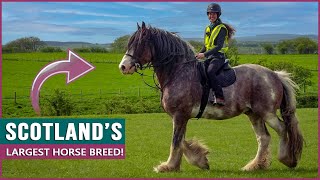 Riding the Clydesdale in Scotland [upl. by Enelra47]