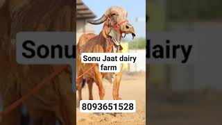 Sonu Kumar Jaat dairy farm Jaipur Rajasthan youtubeshorts trendingshorts trending dairy buffalo [upl. by Ankeny]