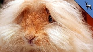 Angora Rabbits Are Skinned Alive [upl. by Prendergast]