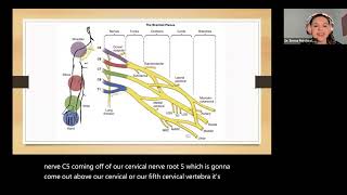 NPLEX I Upper Extremity Anatomy Review [upl. by Smaoht]