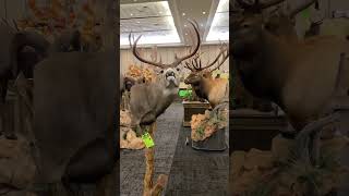 Texas Taxidermy association 2024 competition showroom walkthrough [upl. by Yerot]