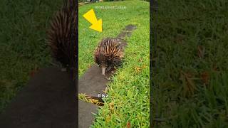 Meet Echidnas  Animal with Deadly Spikes [upl. by Quenby]