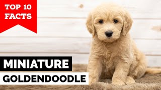 Mini Goldendoodle  Top 10 Facts [upl. by Llerahc453]