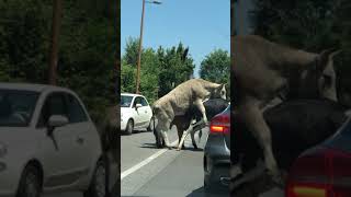 Bue monta mucca in mezzo al taffico zoo a luci rosse a Roma [upl. by Williams21]