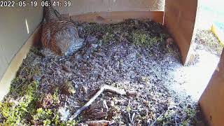 A kestrel nest in the Vosges France  window sill camera [upl. by Akcimehs733]