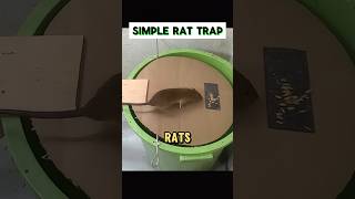 Use This Simple Rat Trap Instead of Drama 🐀🪤 [upl. by Llenrac]