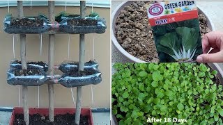 Bok Choy Pechay in Plastic Bottles at Home Vertical Bottle Gardening Ideas [upl. by Ammann]