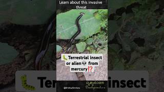 Deadly Invasion  Poisonous Hammerhead Worms Taking Over HammerheadFlatworm ToxicWorm [upl. by Caren352]