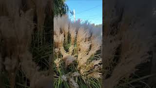 Gorgeous Cattail Plant [upl. by O'Dell]