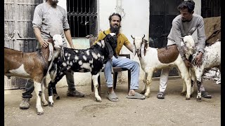 Quality Kota goat dhamaka irshad kota goat farm par har breed ke bakre [upl. by Yenohtna]