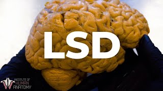 Lo que el LSD le hace a TU cerebro [upl. by Aitetel552]