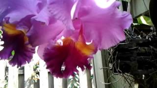 Cattleya orchid  Blc Pink Empress Sunshine [upl. by Prager97]