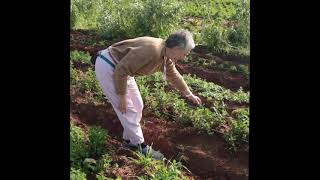 Vlog permaculture  La culture de la menthe chez Abdellah [upl. by Sass]