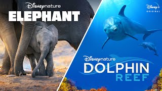 Disneynature’s Elephant amp Dolphin Reef  Official Trailer  Disney [upl. by Lemuel463]