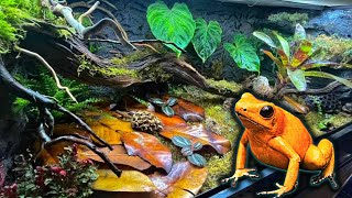 Poison Dart Frog Bioactive Vivarium Build Step By Step Terribilis [upl. by Hacim]