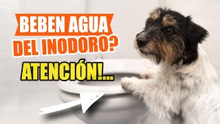 🐶🚽¿El AGUA del INODORO es segura para que BEBAN las MASCOTAS [upl. by Anaerda]