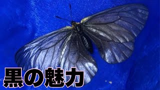 黒いウスバシロチョウを探してみた【Parnassius citrinarius Motschulsky1866】 [upl. by Vickie]