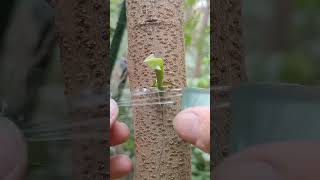 Trees Grafting reproduction🪴 graftingskills treehouse grafting plantlover shorts shorts yt [upl. by Stuart464]