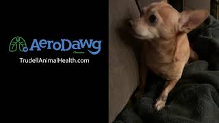 Hear What a Coughing Dog with Bronchitis Sounds Like  Chihuahua [upl. by Mariande2]