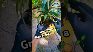 Growing a Pineapple from a Plant 🍍🪴 plantlover gardeningtips growingfruit bromeliads [upl. by Ronnholm814]