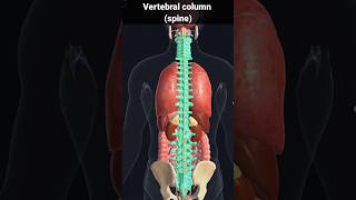 spine vertebral column  vertebral column and spinal cord foryou shorts [upl. by Aleirbag]