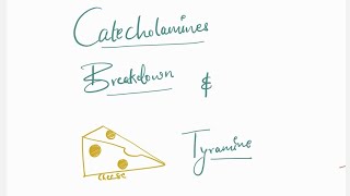 Catecholamines Breakdown and Tyramine [upl. by Irol447]