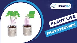 Plant Life Phototropism  DIY Science  ThinkTac [upl. by Lucila]